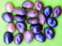 mucunapruriens