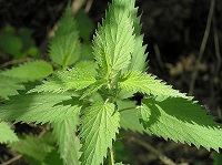 nettle