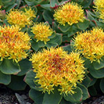 Rhodiola-rosea-noots