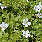 bacopa-monnieri