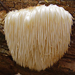 lions-mane-mushroom