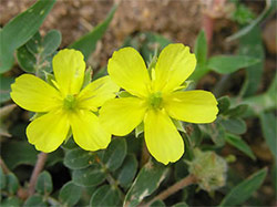 Tribulus-Terrestris